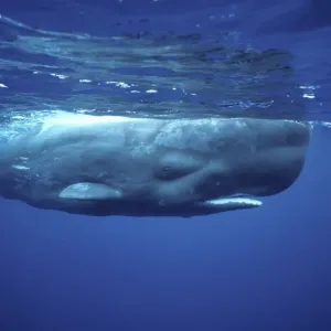 Sperm whale Near the Azores Islands (Portugal). North Atlantic Ocean Sperm whale Near the Azores Islands (Portugal). North Atlantic Ocean