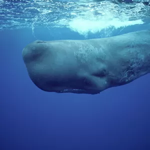 Sperm whale Near the Azores Islands (Portugal). North Atlantic Ocean