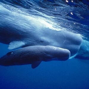 Sperm Whales - mother, daughters and new calf - Azores