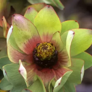 Spicy Conebush / Mountain Rose - family: Proteaceae - South Africa Spicy Conebush / Mountain Rose - family: Proteaceae - South Africa