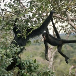 Spider Monkey - in canopy of Rainforest. Amazonia, Brazil