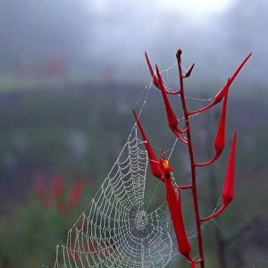 Spider web in the mist. French Guyana