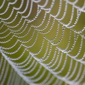 Spider's Web - with dewdrops - UK Spider's Web - with dewdrops - UK