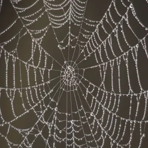 Spider's Web - with morning dew Spider's Web - with morning dew