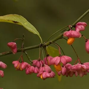 Spindle in autumn: berries with arils