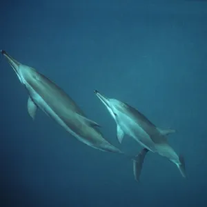 Spinner Dolphins - underwater Spinner Dolphins - underwater