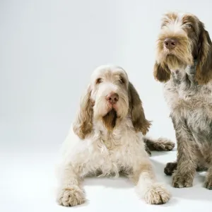 Spinone Dog