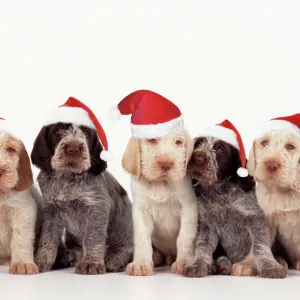 Spinone Dog - pupies wearing christmas hats