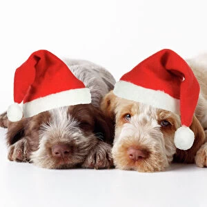 Spinone Dog - puppies laying down wearing Christmas hats Digital Manipulation: Christmas hats (JD)