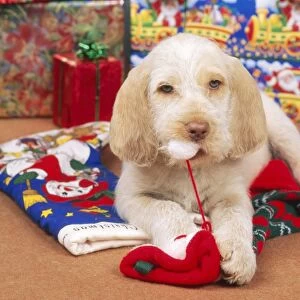 Spinone Dog - Puppy at Christmas