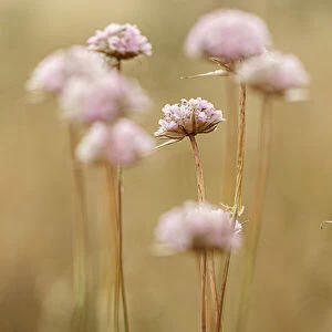 Spiny Thrift ~ flowers in field ~ Donana National Park, Spain