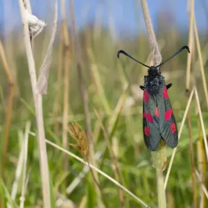 Five Spot Burnet Moth - Cornwall - UK Five Spot Burnet Moth - Cornwall - UK