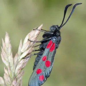Six Spot Burnet Moth - on Yorkshire Fog grass - UK Six Spot Burnet Moth - on Yorkshire Fog grass - UK