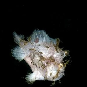 Spot Fin Frogfish - Indonesia