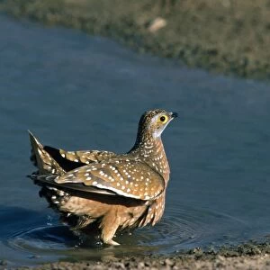 Spotted / Burchell's Sandgrouse - soaks up water for chicks - Kalahari - Africa