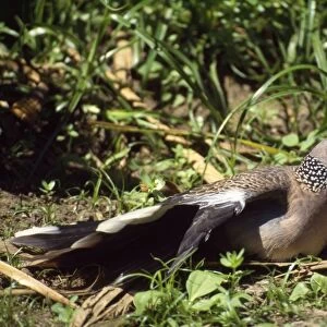 Spotted Dove - sunbathing - New Zealand