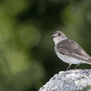Spotted Flycatcher - on stone - Cornwall - UK