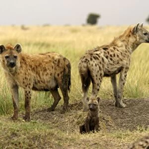 Spotted Hyaena Adults with cub Maasai Mara, Africa