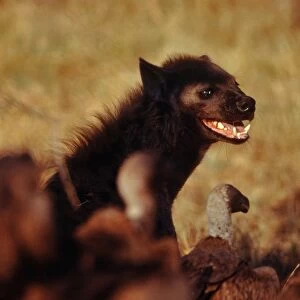 Spotted Hyaena Compete with vultures over carcasses Moremi, Botswana, Africa