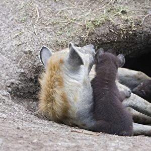 Spotted Hyena - 1 month old cub with mother in den - Masai Mara Conservancy - Kenya