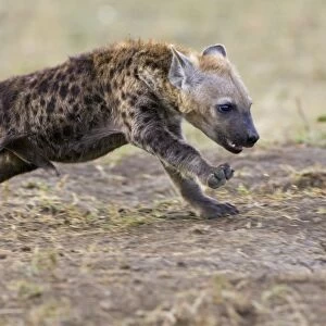 Spotted Hyena - 11-13 week old cub running - Masai Mara Conservancy - Kenya