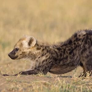 Spotted Hyena - 4-5 month old cub - Masai Mara Conservancy - Kenya