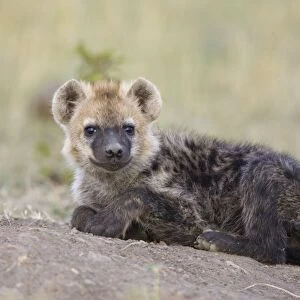 Spotted Hyena - 4 month old cub - Masai Mara Conservancy - Kenya