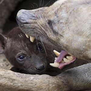 Spotted Hyena - 5 week old cub in den with mother - Masai Mara Conservancy - Kenya