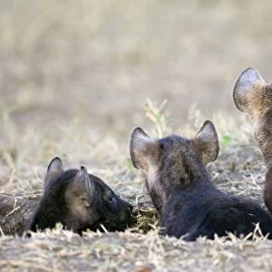 Spotted Hyena - 6-8 week old cubs (left) with 8-10 week old cub (right) - Masai Mara Conservancy - Kenya *Digitally removed grass in foreground