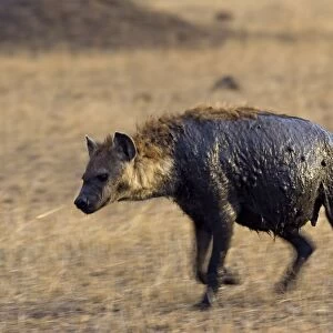 Spotted Hyena - adult female walking away from mud wallow - Masai Mara Conservancy - Kenya