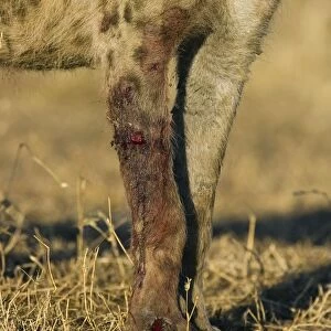 Spotted Hyena - adult female with wound from fight with more dominant female - Masai Mara Triangle - Kenya