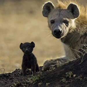 Spotted Hyena - cub with mother - Masai Mara Conservancy - Kenya