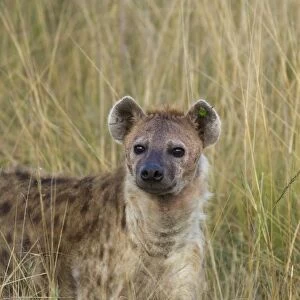 Spotted Hyena - with ear tag (green tag used by researchers for identification) - Masai Mara Reserve - Kenya