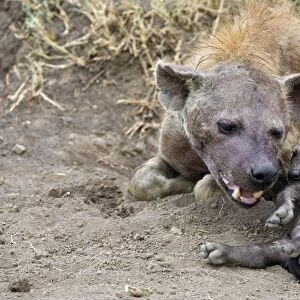 Spotted Hyena - mother and 9-11 week old cub playing - Masai Mara Conservancy - Kenya