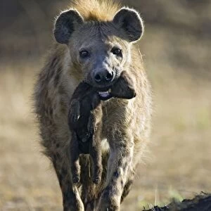Spotted Hyena - mother carrying 3-4 day old cub - Masai Mara Conservancy - Kenya