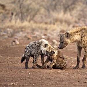 Spotted Hyena - mother with two pups - Kruger National Park - South Africa