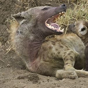 Spotted Hyena - mother yawning with 8-10 week old cub - Masai Mara Conservancy - Kenya