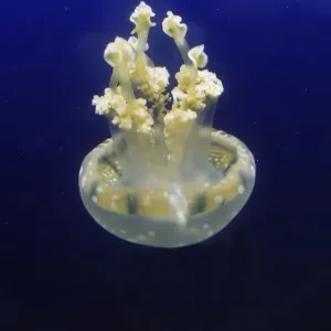 Spotted / lagoon jelly / jellyfish. Vancouver Aquarium - Canada Spotted / lagoon jelly / jellyfish. Vancouver Aquarium - Canada