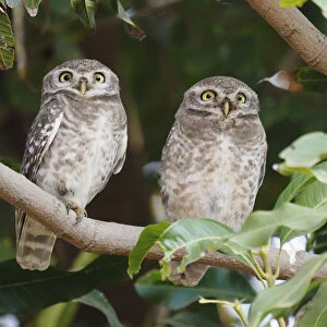 Spotted Owlet Athene brama Rajasthan, India BI032219