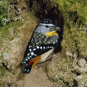 Spotted Pardalote - male