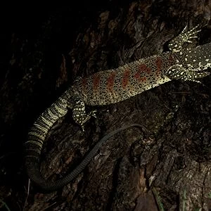 Spotted / Red-blotched tree monitor