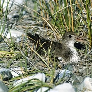 Spotted Sandpiper - on nest