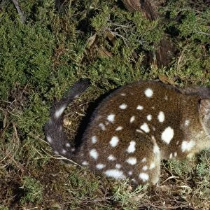 Spotted-tailed Quoll / Dasyure