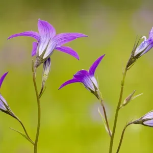 Spreading Bellflower - rare plant in UK