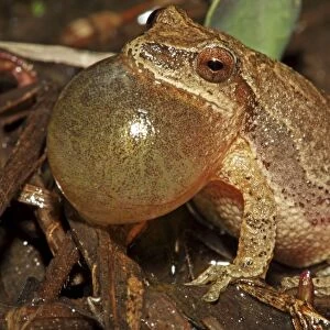 Spring Peeper (Pseudacris crucifer) - Male calling to attract female -New York - USA - Quite small chorus frog - Seldom seen - Emerges during the first rains of the year - Mating season from March to May - Emits a distinctive loud rising