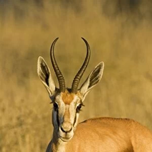 Springbok-Head and shoulder portrait-early morning- Kgalagadi Transfrontier Park-South Africa-Botswana-Africa