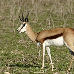 Springbok - in Safari Park