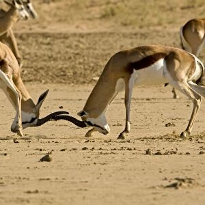 Springbok-Young males locking horns-fighting Kgalagadi Transfrontier Park-South Africa-Botswana-Africa