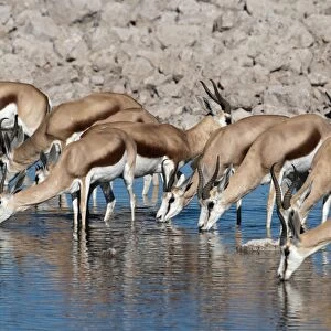 Springbuck - group drinking at water hole - Etosha National Park - Namibia