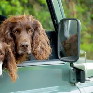 Springer Spaniel Dog - & Field Spaniel looking out of car window